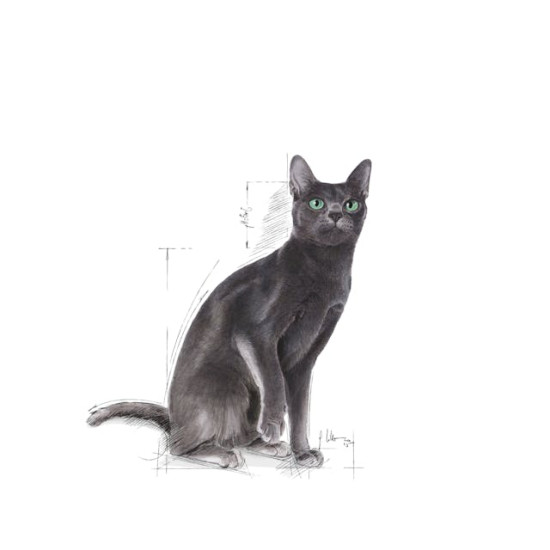 Royal Canin Sterilised 37 – Hrană Uscată pentru Pisici Adulte Sterilizate – 10 kg